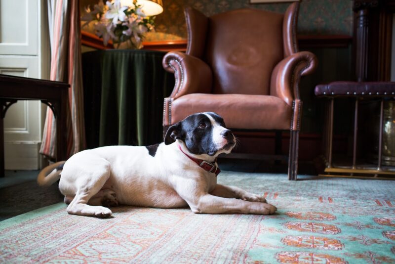 dog friendly hotels in York