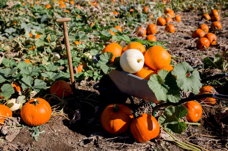 pumpkin picking castle howard